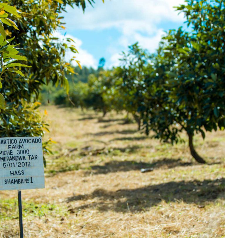 Tanzania’s avocados go from zero to Sh28bn-a-year crop